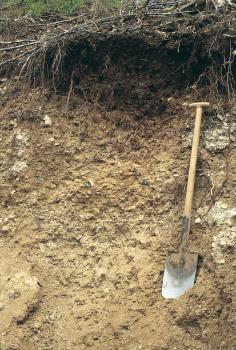 Mittel tief entwickelte Rendzina aus feinscherbigem Muschelkalk-Hangschutt im Dießener Tal westlich von Horb am Neckar Das Foto zeigt ein Bodenprofil unter Wald. Ein an das Profil gelehnter Spaten zeigt die Tiefe an.