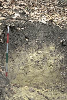 Pararendzina aus Dolomitschutt führender Mergelfließerde im Unteren Muschelkalk, am Ausgang des Isenburger Tals, südwestlich von Horb am Neckar Das Foto zeigt ein Bodenprofil unter Wald. Das drei Horizonte umfassende Profil ist etwa 60 cm tief.
