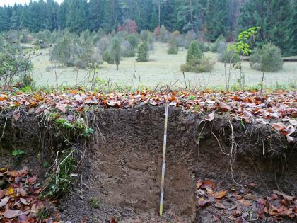 Kalkhaltiger Brauner Auenboden in einem nur zeitweise von einem kleinen Bach durchflossenen Tälchen östlich von Ehingen-Briel Gezeigt wird hier ein Bodenprofil am unteren Ende eines teils grasigen, teils bewaldeten Hanges. Das oben schwarzbraune Profil unter einer Laubdecke ist 80 cm tief.