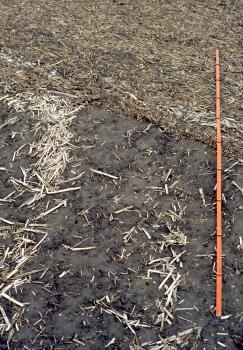 Junges Auensediment bei der Neckartalbrücke zwischen Heilbronn und Neckarsulm-Obereisesheim – Ausschnitt mit der Grenze des jungen Auensediments Zweigeteiltes Bild, das im oberen Teil verdichtetes, nach Überflutung angeschwemmtes Stroh sowie im unteren Teil eine nur von losem Stroh bedeckte dunkle Ackeroberfläche zeigt. Rechts ist ein Zollstock aufgelegt.