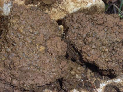 Bohnerz führender Rückstandston aus einer Karstspalte auf der Albhochfläche bei Langenenslingen Nahaufnahme von zwei braunen, knolligen Brocken, die durch einen Spalt rechts fast vollständig getrennt sind.