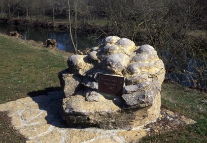 Placunopsis-Muschelriff aus dem Oberen Muschelkalk Auf einer Steinplatte steht ein großer Gesteinsbrocken, dessen Oberseite aus mehreren runden Höckern besteht. Die Farbe des Gesteins wechselt zwischen grauen und gelblichen Tönen. Im Hintergrund ist ein Fluss erkennbar.