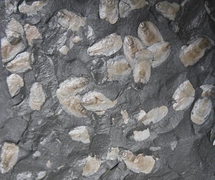 Das Bild zeigt helle, in dunkelgraues Gestein eingebettete Schalen von Muscheln oder Schnecken.