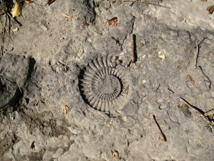 Nahaufnahme des Abdrucks einer spiralförmigen Schneckenschale in graubraunem Gestein.