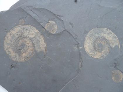 Harpoceras exaratum und Dactylioceras commune; Posidonienschiefer-Formation, Steinbruch Ohmden Teilansicht einer Schieferplatte. In das blaugraue Gestein sind mehrere unterschiedlich große Fossilien eingedrückt. Die spiralförmigen Abdrücke der Gehäuse sind hellbraun gefärbt.