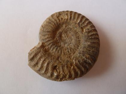 Grammoceras thouarsense, Jurensismergel-Formation (Balingen-Heselwangen) Nahaufnahme eines versteinerten Kopffüßers vor hellem Hintergrund. Das spiralförmige Gestein ist bräunlich grau und zeigt umlaufende Kerben.
