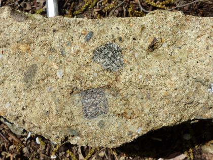 Tuffgestein vom Rosenegg bei Rielasingen Handstück von hellbeigem Gestein mit kleinen braunen und größeren grauen Einschlüssen.