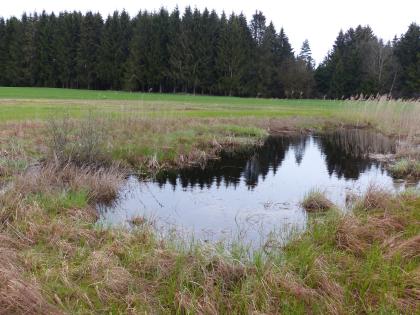 Toteisloch Sausenwind (Waldburg, Lkr. Ravensburg) Blick auf eine kleine, unregelmäßig geformte Wasserfläche, deren Ränder mit Schilf und anderen Moorpflanzen bewachsen sind. Im Hintergrund Wiesen und angrenzender Wald.