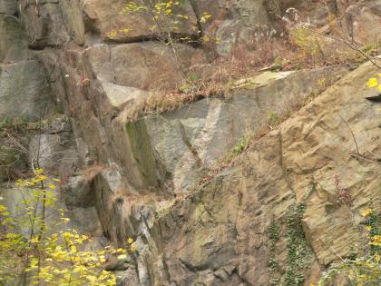 Aufgelassener Steinbruch am Saukopf nordöstlich von Weinheim Teilansicht von abgestuftem, bräunlich grauem Gestein. Im Vordergrund rechts ist eine schräg verlaufende Abstufung zu erkennen.