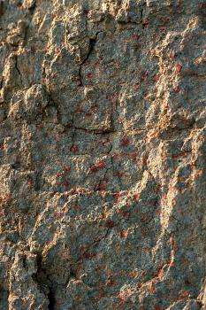 Angewitterte Oberfläche mit Sanidin-führendem Nephelinolit, sogenanntem Melteigit (früher „Natron-Shonkinit“): frisch dunkles, mittelkörniges, durch große Nephelin-Einsprenglinge porphyrisch wirkendes Gestein; Steinbruch am Katzenbuckel