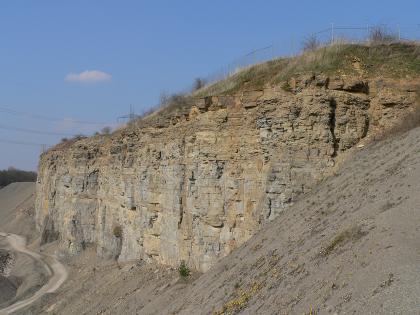 Abbauwand im Steinbruch bei der Eberstadter Tropfsteinhöhle Seitlicher Blick auf eine hohe, nach links hinten abfallende graugelbe Steinbruchwand. Die Kuppe ist mit Gras bewachsen und gesichert. Von rechts schiebt sich ein grauer Fließhang ins Bild.