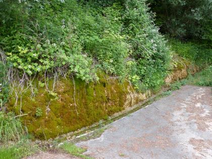 Kalktuffbildung an der Bundesstraße 37 nordwestlich von Mosbach-Diedesheim Seitlicher Blick auf einen niedrigen, nach links hin höher werdenden Gesteinsaufschluss. Das Gestein ist an der Basis stark mit Moospolstern, auf der Kuppe mit Büschen und Sträuchern überwachsen. Rechts davon verläuft ein Weg..