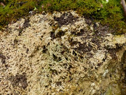 Kalktuffbildung an der Bundesstraße 37 nordwestlich von Mosbach-Diedesheim – mit Kalkausfällungen überkrustetes Moos Teilansicht von aufgeschlossenem Gestein, das mit Moos überdeckt ist. Das Moos wiederum ist mit weißlichen Kalkausfällungen überzogen, die an ein Netz erinnern.