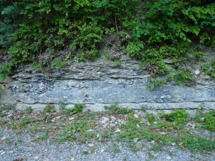 Jagstkleeb ca. 1500 m südsüdöstlich der Ortsmitte von Mulfingen Unter dichtem Blattwerk schieben sich graublaue Steinbänke hervor; oben unregelmäßig ausgefranst, nach unten hin glatter. Den Abschluss unten bilden Grünpflanzen und Gesteinsschutt