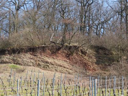 Die zwischen Weinberg und Wald gelegene Mergelgrube am Lehrpfad Keuperweg bei Heilbronn erschließt zusammen mit der nach Süden anschließenden Böschung ein etwa 10 m mächtiges Profil im Mittleren Keuper Blick auf eine längliche, nach rechts ansteigende und aus offenliegendem, rötlich braunem Gestein bestehende Böschung. Kuppe und rechte Seite der Böschung ist dicht mit Bäumen und Sträuchern bewachsen. Im Vordergrund stehen gestutzte Rebstöcke.
