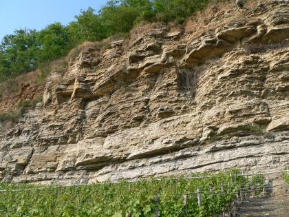 Felsböschung und aufgelassener Steinbruch im Neckarprall westlich von Talheim Das Bild zeigt eine steil aufragende, unregelmäßig geformte Felswand oberhalb eines Rebhanges. Die Kuppe der graubraunen Felswand ist bewaldet.