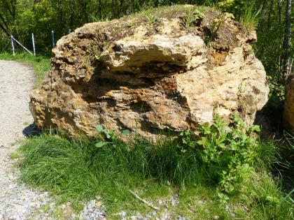 Travertinblock im heute als Landschaftspark genutzten Steinbruch der Firma Haas in Stuttgart Blick auf einen großen, neben einem Fußweg aufgestellten Steinblock. Die Oberfläche des gelblichen bis graubraunen Gesteins ist stark zerklüftet und teils bewachsen.