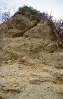 Aufg. Suevit-Steinbruch Altenbürg südlich von Utzmemmingen Das Bild zeigt einen Aufschluss aus hellbraunem Gestein. Von oben her wird der Aufschluss leicht überwachsen.