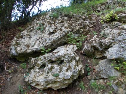 Knillberg-Südosthang südöstlich von Steinheim am Albuch Der Aufschluss zeigt anstehende grauweiße Blöcke, die von oben her mit Gras überwachsen werden.