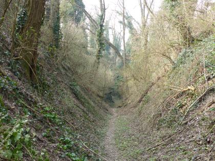 Lösshohlweg Leimtalgasse östlich von Kippenheim Blick auf einen Lösshohlweg mit steil nach links und rechts aufsteigenden, stark zugewachsenen Wänden. Im Hintergrund sind teils verstürzte schlanke Bäume zu erkennen.