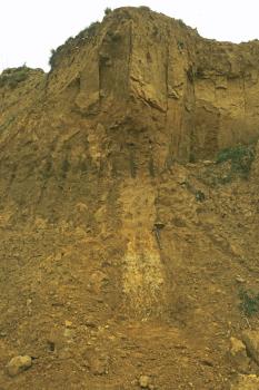 Boden- und Deckschichtenprofil im nördlichen Teil der Ziegeleigrube Hüttisheim-Humlangen Blick auf ein Boden- und Deckschichtenprofil in einer Ziegeleigrube. Im bräunlich gelben Bodenmaterial sind dunklere, zahnartige Abdrücke erkennbar sowie unterhalb der Mitte eine hellere Stelle.