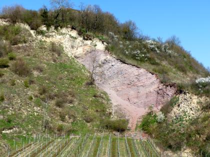 Aufgelassener Steinbruch am Limberg bei Sasbach am Kaiserstuhl Oberhalb eines ebenen Rebgeländes erhebt sich ein steiler, nach links ansteigender Hang. Der Hang ist mit Bäumen und Sträuchern bewachsen; in der Bildmitte ist jedoch auch offenes, weißes und rosafarbenes Gestein sichtbar.