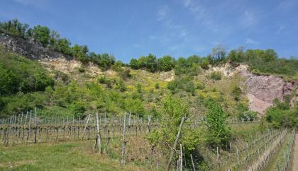 Steinbruch VII am Limberg bei Sasbach am Kaiserstuhl Ansicht alter Steinbruchwände. Das Gelände ist stark zugewachsen, offenes Gestein findet sich noch links oben und rechts. Im Vordergrund, auf flachem Boden, stehen Rebanlagen.