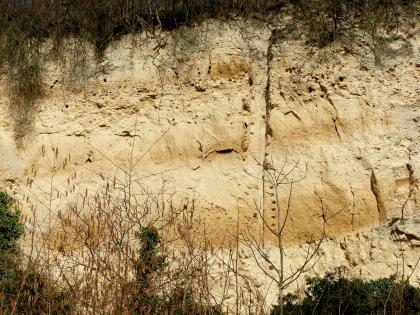 Lösswand hinter der Brauerei Riegel, Riegel Schöner Blick auf eine hellbraune Lösswand mit dunkleren, rötlich braunen Bändern. Die Kuppe der Wand ist bewachsen. Im Vordergrund ragen die Spitzen von Büschen und Sträuchern ins Bild.