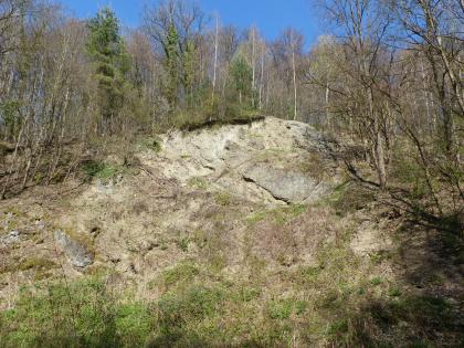 Aufgelassener Steinbruch am Meisensatz, Eichstetten Blick auf eine hügelartige Erhebung aus hellgrauem bis gelblichem Gestein. Auf der Hügelkuppe sowie im Hintergrund stehen dünne, schlanke Bäume.