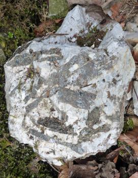 Ehemaliger Amphibolit-Steinbruch auf der Nordseite des Fuchsköpfles – Ganggestein mit dunklen, z. T. langgestreckten Biotitkristallen (Riemenbiotit) Nahaufnahme eines weißlichen Gesteinsstückes aus einem alten Steinbruch. Eingeschlossen sind dunklere, graue Kristallbahnen.
