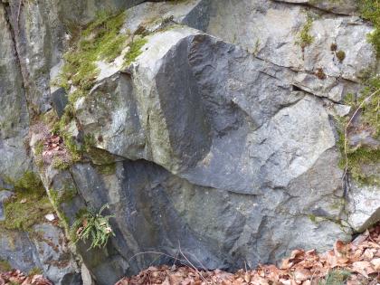 Ausschnitt der ehemaligen Abbauwand im Amphibolit-Steinbruch auf der Nordseite des Fuchsköpfles, Gundelfingen Nahaufnahme von Gestein einer ehemaligen Steinbruchwand. Das Gestein ist bläulich grau und steht teils nasenartig vor. Die Simse sind bemoost.