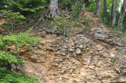 Konglomerate der Küstenkonglomerat-Formation im Burggraben der Ruine Schneeburg am Schönberg bei Freiburg i. Br. Blick auf einen Waldhang mit freiliegendem Gestein. Das rötlich braune bis graue Material besteht aus kleineren und größeren Steinen, die miteinander verbacken sind. Oberhalb der Bildmitte ist das Wurzelwerk eines Baumes zu sehen.