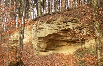 Blick auf aufgeschlossenes Gestein am seitlichen Rand eines nach links abfallenden Waldhanges. Das Gestein ist gelblich bis grünlich grau, zerfurcht und im oberen Bereich mit Bewuchs bedeckt. Im unteren Teil ist Gestein herausgebrochen.