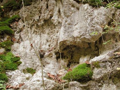 Kalktuffhöhle (Sinterhöhle) bei Stühlingen-Grimmelshofen Teilansicht einer unregelmässigen, durch Ablagerungen veränderten Gesteinswand. Im rechten Bildteil steht das Gestein etwas vor; im Hohlraum darunter sind blumenkohlartige Muster zu erkennen.