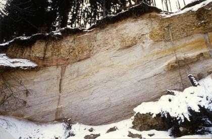 Aufgelassene Sandgrube in der Oberen Brackwassermolasse bei Riedern am Sand (Klettgau) Blick auf eine hohe, wie eine Welle nach rechts aufsteigende Aufschlusswand. Der obere, unter einer Waldbodendecke liegende Teil ist gelbbraun und mit Steinen verbacken. Darunter ist die Wand streifig, von gelb abwärts bis grauviolett.