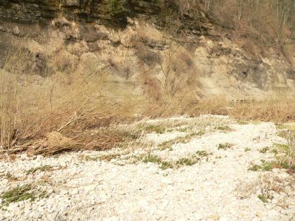 Schotterbank am Kocherprallhang gegenüber der Grimmbachmündung südlich von Braunsbach Blick auf eine hochliegende Schotterbank, durchsetzt mit trockenen Gräsern und begrenzt von Gebüsch. Im Hintergrund erhebt sich ein teils bewachsener Steilhang.