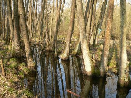 Erlen-Bruchwald im Kupfermoor bei Untermünkheim Das Foto zeigt zahlreiche schlanke Bäume, die in stehendem Wasser im Vordergrund oder auf angrenzendem Moorboden wurzeln.