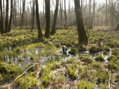 Das Bild zeigt einen lichten Wald mit Nass- und Feuchtflächen im Vordergrund. Im nassen Gras hält sich ein kleiner Hund auf.