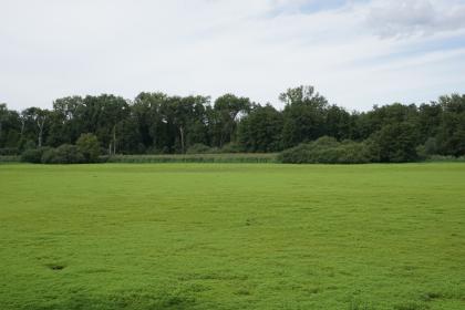 Weingartener Moor – ausgetrockneter und begrünter See im Sommer Blick auf eine flache Wiese mit kleinen Vertiefungen am vorderen Rand. Im Hintergrund begrenzen Schilf, Gebüsch sowie Wald die Grünfläche.