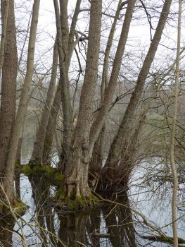 Weingartener Moor – Erlenbestand am Seeufer bei hohem Wasserstand im März 2016 Das Foto zeigt mehrere hohe, schlanke und entlaubte Bäume, die im Wasser eines Sees stehen.