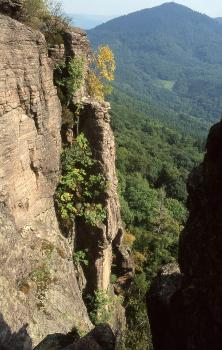Battertfelsen beim Schloss Hohenbaden – Felswand mit Blick zum Merkur Hier schaut man an senkrecht aufragenden, rötlich grauen Felstürmen links auf einen pyramidenförmigen, bewaldeten Berg rechts im Hintergrund. Davor breitet sich, nach rechts abfallend, dichter Wald aus.