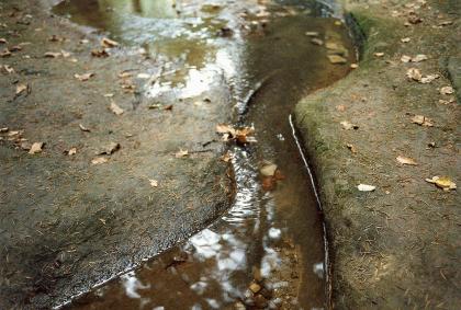 Gesteine der Löwenstein-Formation im Bachbett des Tiefenbachs südwestlich von Schwäbisch Gmünd Blick auf zwei von Wasser umgebene, flache, graugrüne Steine. Die Steine sind bedeckt mit abgefallenem Laub und Nadeln.