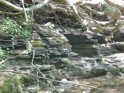 Posidonienschiefer am Eschenbach westlich von Göppingen-Manzen Teilansicht einer Uferböschung entlang eines Baches rechts vorne. Die nach links ansteigende, aus dünnplattigem Gestein bestehende Böschung ist treppenartig gestuft und mit Moos bewachsen. Oben sind querliegende Bäume erkennbar.