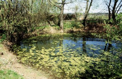 Lettenhülbe auf dem Zentralhügel des Steinheimer Beckens südlich von Steinheim am Albuch Blick auf einen kleinen Teich. Das hintere Ufer ist von Bäumen und einem Zaun bestanden. Auf der Oberfläche des Gewässers schwimmt Laub.