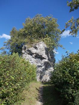 Der Sprudelkalkfelsen auf dem Steinhirt bei Steinheim am Albuch ist der Rest eines tertiären Kalkalgenriffs. Foto: Geopark Schwäbische Alb Am Ende eines leicht ansteigenden, von Sträuchern gesäumten Pfades erhebt sich ein turmartiger Felsen. Auf der Kuppe des weißlich grauen Gesteins wächst ein Baum.