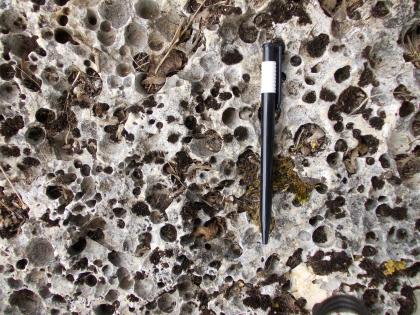 Bohrmuschellöcher am Heldenfinger Kliff  Nahaufnahme von stark durchlöchertem, weißlich grauem Gestein. Ein Kugelschreiber rechts der Bildmitte dient als Größenvergleich.