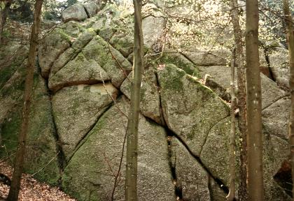 Der Pfennigfelsen im Oberkirch-Granit bei Kappelrodeck Das Bild zeigt mauerartig aufgeschichtete graue Felsen in einem Wald. Die Felsblöcke haben überwiegend dreieckige Formen und sind bemoost. Manche weisen auch Sprünge oder Risse auf.