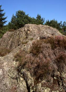Der Rappenschrofen aus Grünberg-Quarzporphyr bei Ottenhöfen im Schwarzwald Blick auf eine hohe graue Felswand mit starkem Bewuchs auf der rechten Seite. Hinter der leicht gezackten Kuppe ist Wald erkennbar.