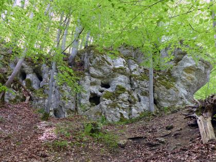 Am oberen Ende eines Waldhanges befindet sich eine Felsgruppe mit Nischen und kleineren Höhleneingängen. Die Oberfläche der Felsen ist teilweise mit Moos bedeckt.