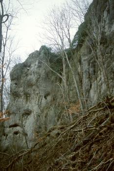 Felsgruppe Rusenschloss mit Höhlen am Westhang des Blautals ca. 750 m nördlich von Blaubeuren-Gerhausen Blick auf eine nach rechts ansteigende, über Eck gehende graue Felsgruppe mit Höhlen und Nischen sowie Bäumen davor. Im Vordergrund liegen auf einem Steilhang abgebrochene Äste und Zweige.